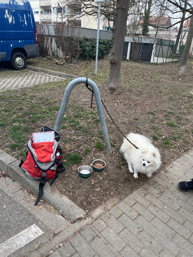 Zwar mit Futter und Wasser, aber allein wurde dieser Hund zur&uuml;ckgelassen.  | Foto: -/Polizei Konstanz/dpa
