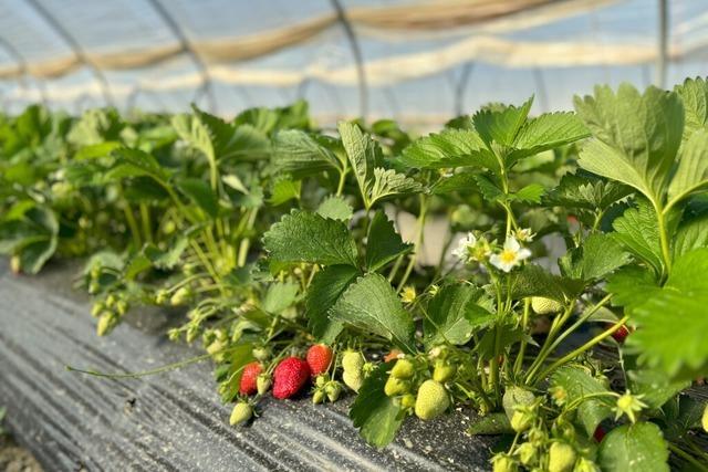 Der Landkreis Lrrach startet langsam in die Erdbeersaison