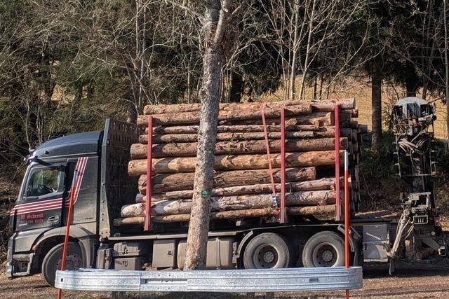 Der Todtnauer Wald soll der Stadt einen groen berschuss einbringen