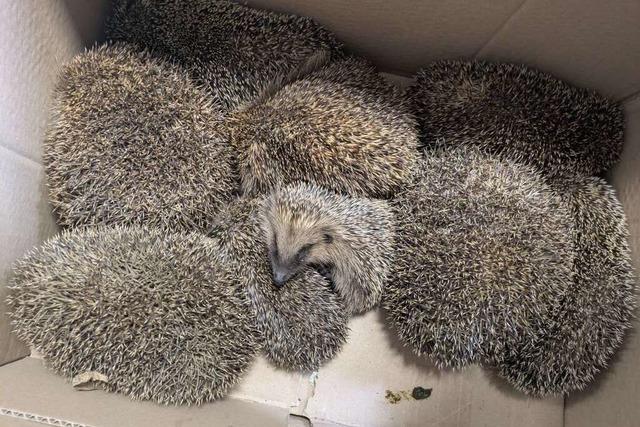 Neun Igel in Freiburg-Haslach in Mlltonne entsorgt – Polizei ermittelt