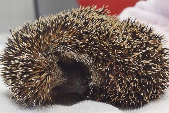 Neun Igel in Freiburg-Haslach in Mlltonne entsorgt – Polizei ermittelt