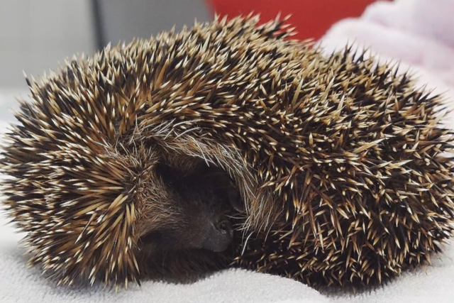 Neun Igel in Freiburg-Haslach in Mlltonne entsorgt - Polizei ermittelt