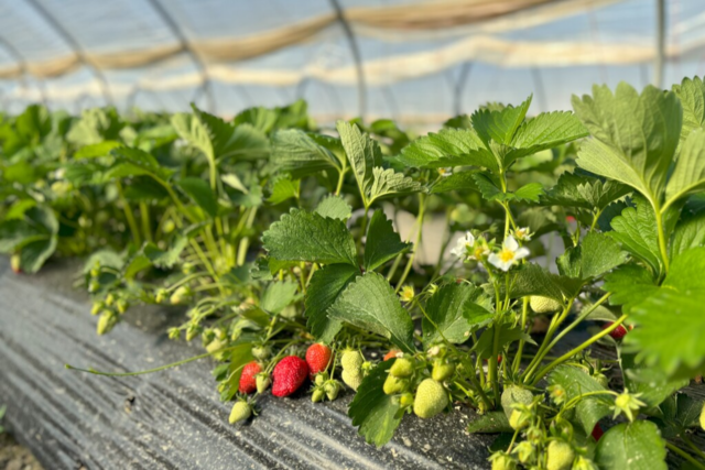 Der Landkreis Lrrach startet langsam in die Erdbeersaison