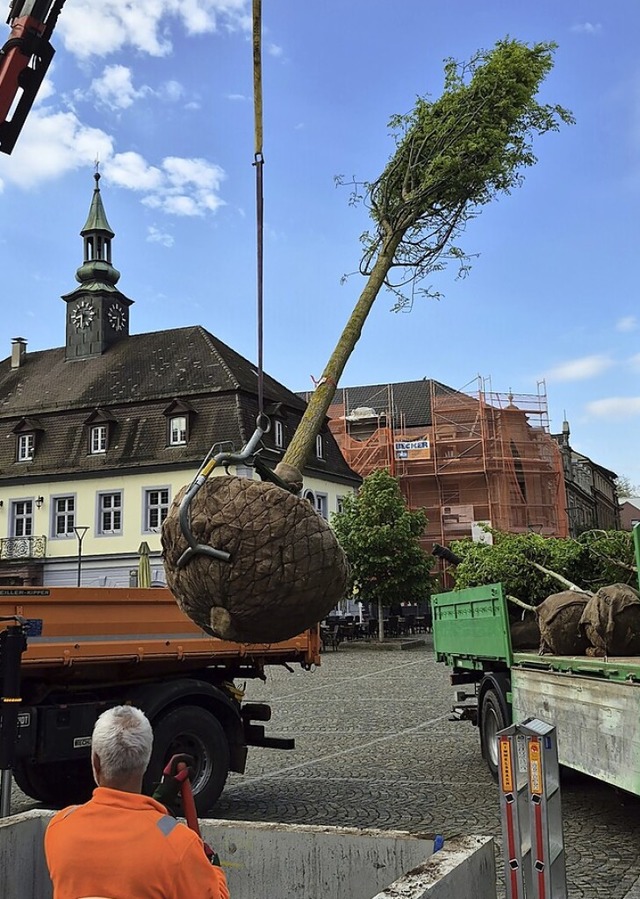 Kommt ein Schnurbaum geflogen.  | Foto: Stadt Emmendingen