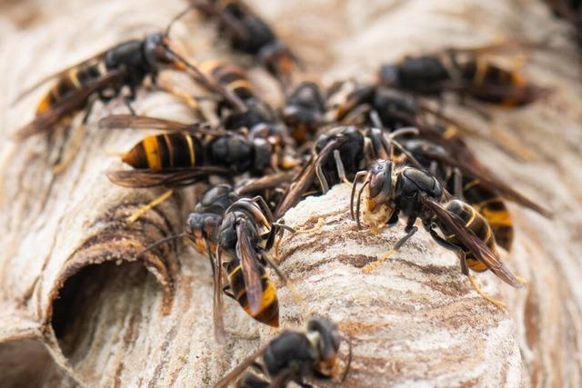 Glottertäler Imker gehen gemeinsam gegen die Asiatische Hornisse vor