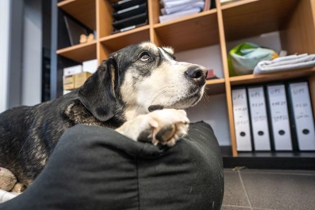 Sind Hunde im Büro okay?