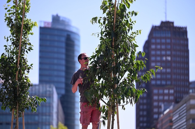 Der Z&uuml;rgelbaum gilt als ein Baum der Zukunft.  | Foto: Soeren Stache/dpa