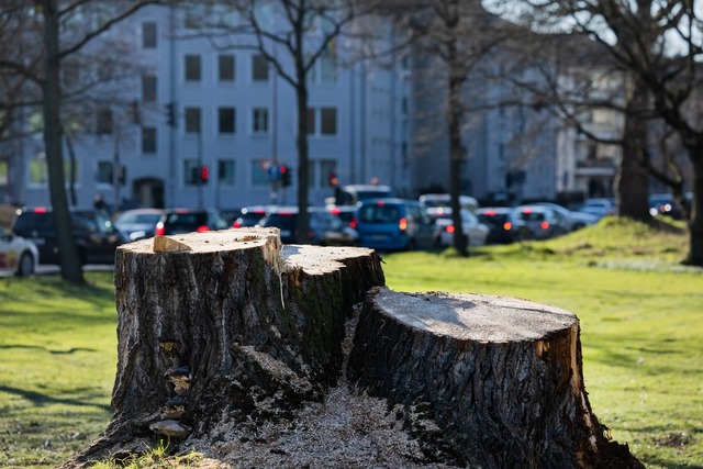 Kommunen m&uuml;ssen noch mehr zum Erhalt ihrer B&auml;ume tun, mahnen Forscher.  | Foto: Rolf Vennenbernd/dpa