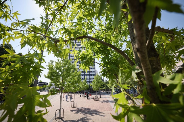 Stadtb&auml;ume m&uuml;ssen gut gepflegt werden, wenn sie &uuml;berleben sollen.  | Foto: Christian Charisius/dpa