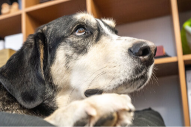 Pro & Contra: Sind Hunde im Bro okay?