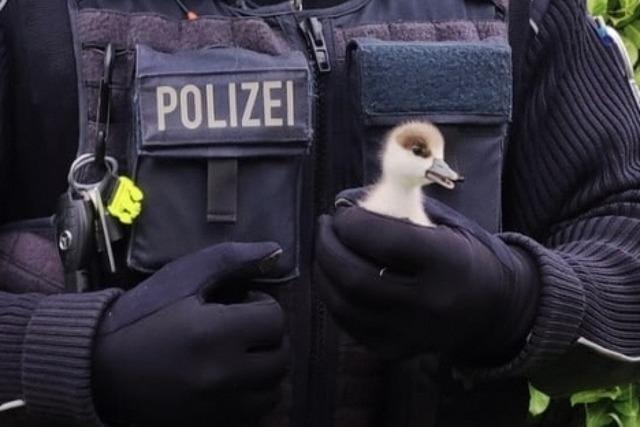 Polizisten retten Gnsekken von den Gleisen der Hochrheinbahn in Grenzach