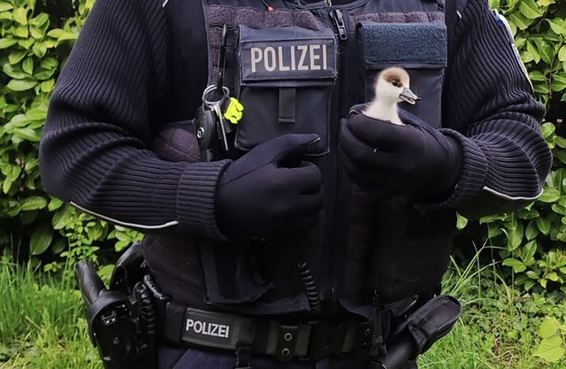 Ein Bundespolizist als Küken-Retter. | Foto: -/Bundespolizeiinspektion Weil am Rhein/dpa Ein Bundespolizist als Küken-Retter. | Foto: -/Bundespolizeiinspektion Weil am Rhein/dpa