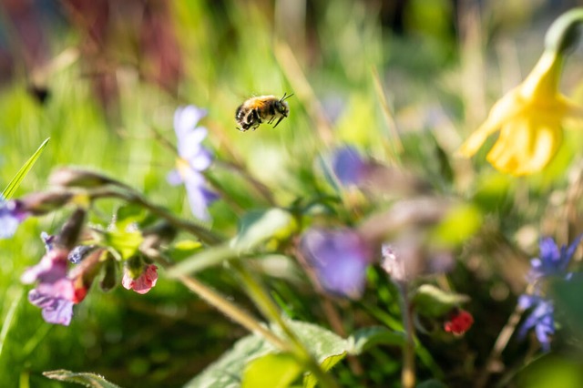 Eine Wildbiene überm Blumenbeet: Hier ...asenmäher länger nicht mehr unterwegs. | Foto: Frank Rumpenhorst (dpa) Eine Wildbiene überm Blumenbeet: Hier ...asenmäher länger nicht mehr unterwegs. | Foto: Frank Rumpenhorst (dpa)