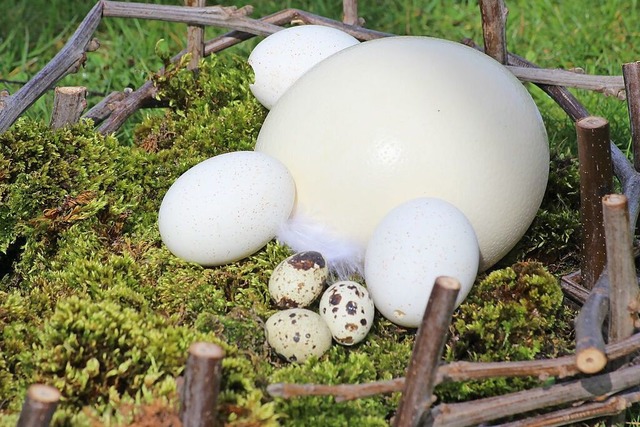 Allerlei Eier von Ente, Wachtel und Strau &#8211; welches ist wohl von wem?  | Foto: calla (stock.adobe.com)