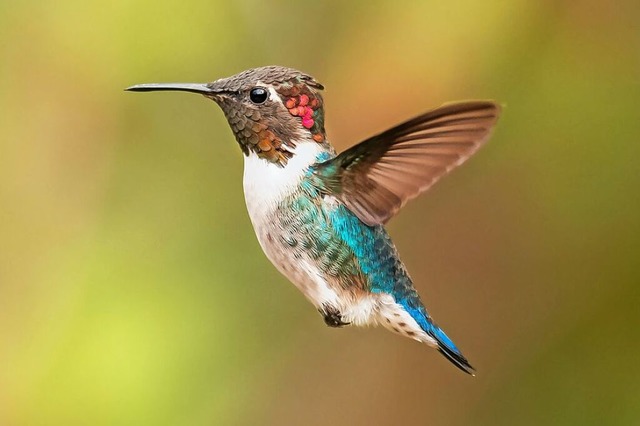 Die Bienenelfe lebt auf Kuba und ist der kleinste Vogel der Welt.  | Foto: Piotr Perz  (stock.adobe.com)