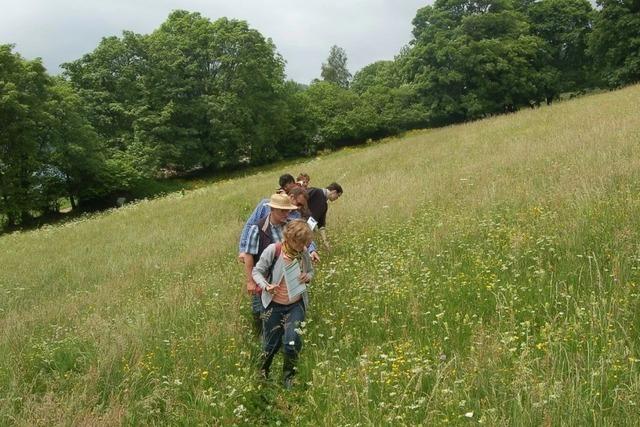 Wer hat die beste Wiese? Naturpark Sdschwarzwald sucht Waldshuter Wiesenmeister