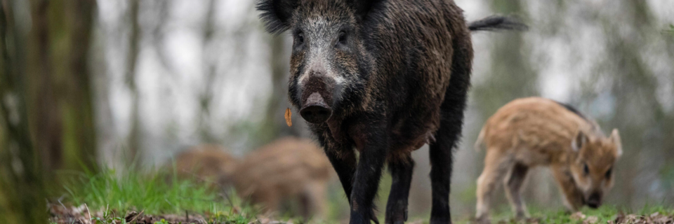 39 Jahre nach Tschernobyl sind Schwarzwald-Wildschweine immer noch radioaktiv