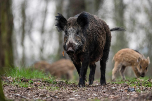 39 Jahre nach Tschernobyl sind Schwarzwald-Wildschweine immer noch radioaktiv belastet