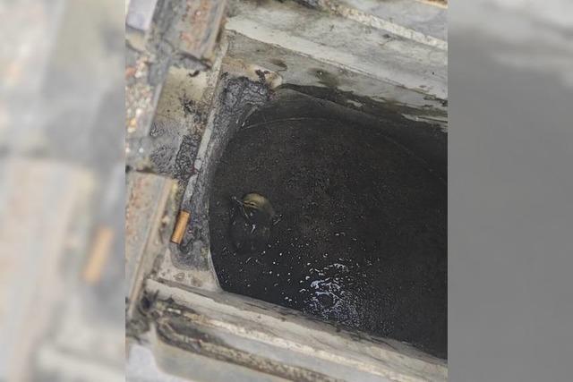 Lrracher Feuerwehr rettet ein Entenkken aus einem Gully