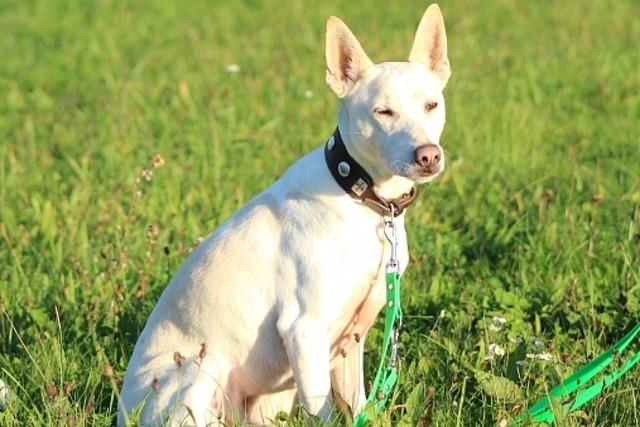 Hund Togo aus Weil am Rhein sucht ein Zuhause