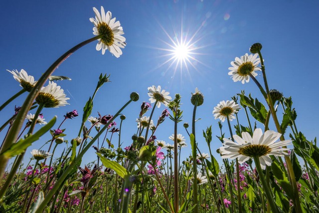 Der Sommer schaut vorbei (Symbolfoto). | Foto: Jan Woitas (dpa) Der Sommer schaut vorbei (Symbolfoto). | Foto: Jan Woitas (dpa)