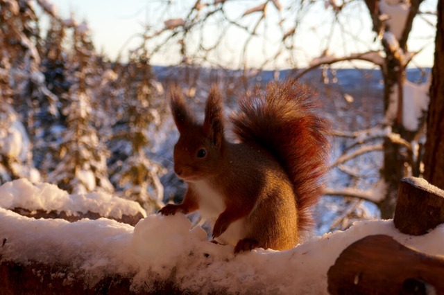 Die fehlende Winterruhe aufgrund des Klimawandels bedroht die Nagetiere. | Foto: Dörte Nohrden (dpa) Die fehlende Winterruhe aufgrund des Klimawandels bedroht die Nagetiere. | Foto: Dörte Nohrden (dpa)