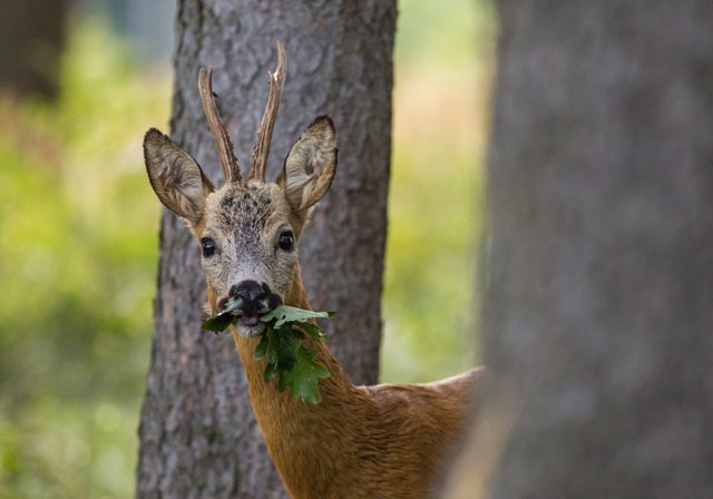 Ein Rehbock hat sich in Basel verirrt (Symbolfoto). | Foto: Karel (stock.adobe.com) Ein Rehbock hat sich in Basel verirrt (Symbolfoto). | Foto: Karel (stock.adobe.com)