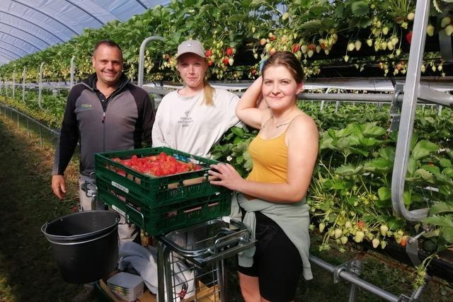 Erdbeerknigin erffnet Erdbeersaison bei Franz Josef Mller in Oberkirch