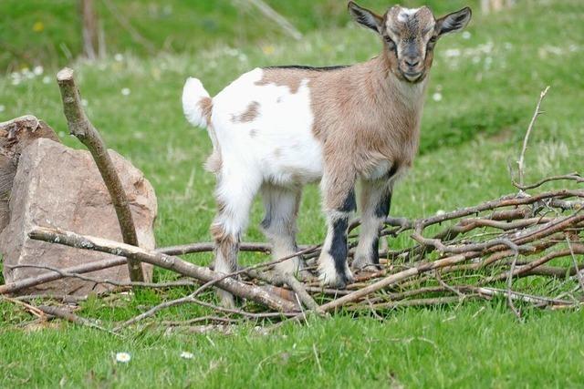 Fotos: Jungtiere im Hochschwarzwald