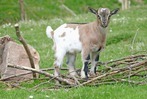 Fotos: Jungtiere im Hochschwarzwald