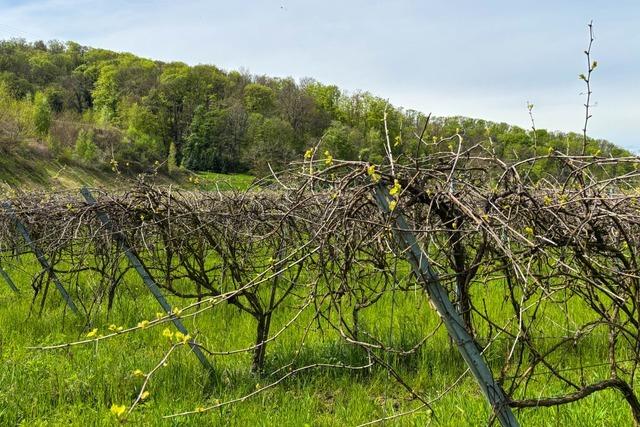 Sdbadische Winzer setzen auf widerstandsfhige Piwi-Reben fr Bio-Weinbau