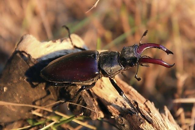 Nchster Schritt im Naturschutz