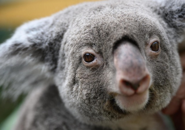 Süß und knuddelig: Koalas gelten in vielen Regionen Australiens als gefährdet. | Foto: Robert Michael (dpa) Süß und knuddelig: Koalas gelten in vielen Regionen Australiens als gefährdet. | Foto: Robert Michael (dpa)