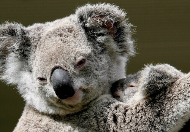 Koalas gehören zu den beliebtesten Tieren Australiens. | Foto: epa Barbara Walton Koalas gehören zu den beliebtesten Tieren Australiens. | Foto: epa Barbara Walton