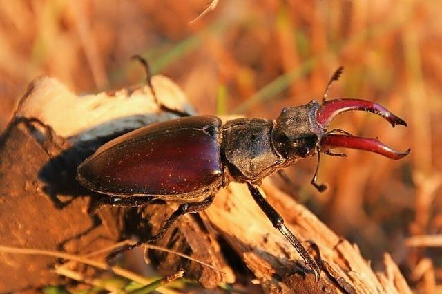 Nchster Schritt im Naturschutz in Bad Bellingen
