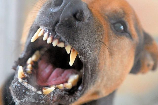 Schferhund beit in Nonnenweier zu