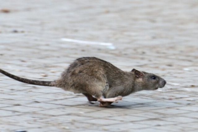 Freiburg will strker gegen die Ratten in der Stadt vorgehen