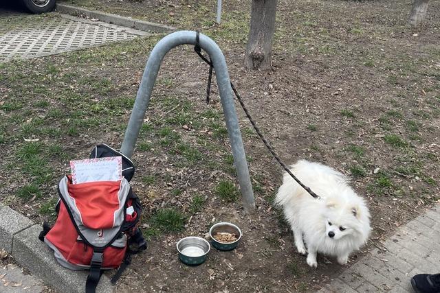 Hund in Konstanz ausgesetzt: Ermitteltem Halter droht ein Bugeld