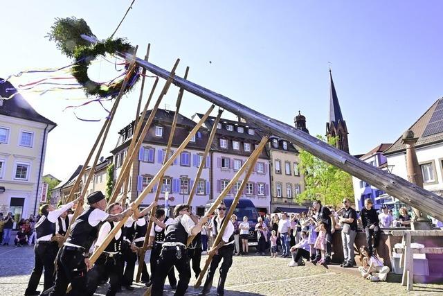 Prachtexemplar aus dem Stadtwald
