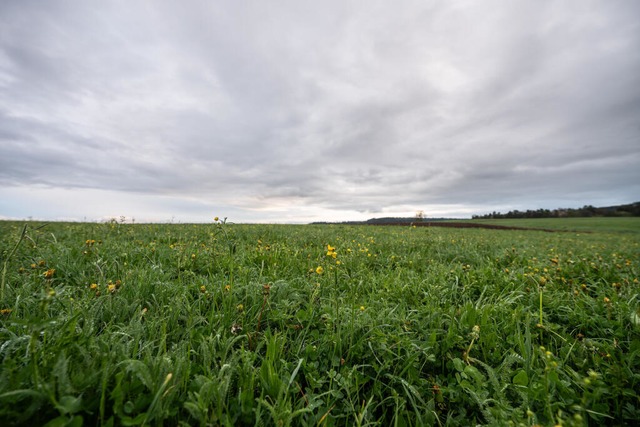 Rottweil: Eine Wolkendecke ist am Morgen über einer Wiese zu sehen. | Foto: Silas Stein (dpa) Rottweil: Eine Wolkendecke ist am Morgen über einer Wiese zu sehen. | Foto: Silas Stein (dpa)