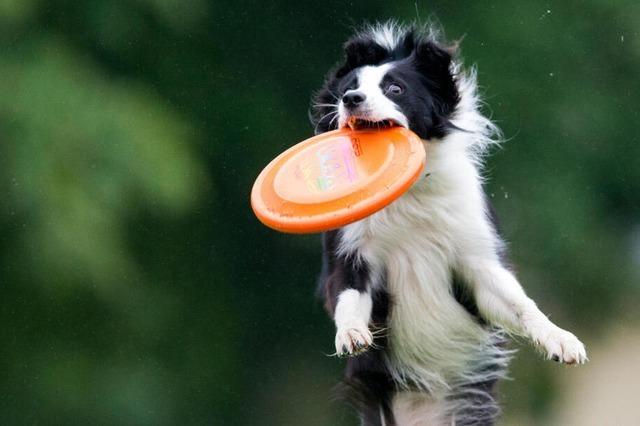 Fr Familien, Sportler oder ltere: Welcher Hund passt?