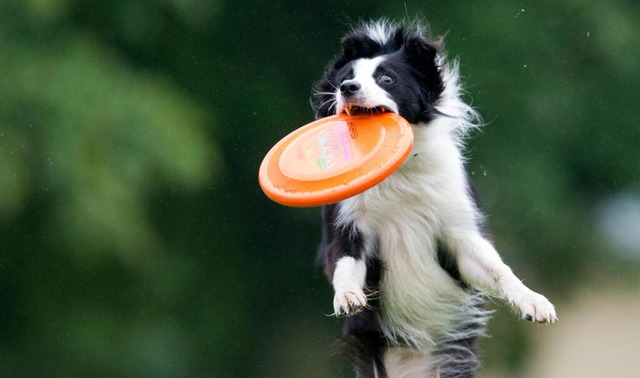 Für Sportskanonen ist der Border Collie der ideale Hund. | Foto: Lukas Schulze (dpa) Für Sportskanonen ist der Border Collie der ideale Hund. | Foto: Lukas Schulze (dpa)