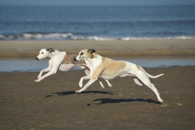 Zwei Whippets rennen über einen Strand. | Foto: Dunja Maurmann (dpa) Zwei Whippets rennen über einen Strand. | Foto: Dunja Maurmann (dpa)