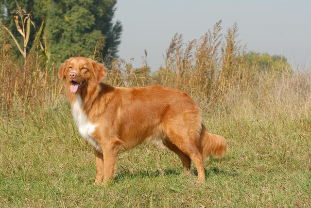 Ein Nova Scotia Duck Tolling Retriever...her "die sportliche Nummer". | Foto: Eva-Maria Krämer (dpa) Ein Nova Scotia Duck Tolling Retriever...her "die sportliche Nummer". | Foto: Eva-Maria Krämer (dpa)