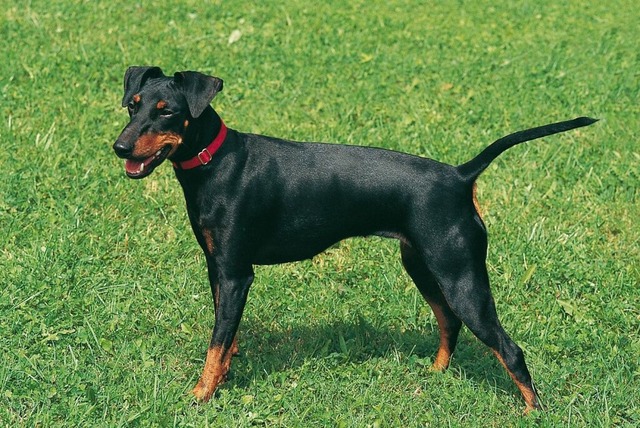 Ein Manchester Terrier | Foto: Eva-Maria Krämer (dpa) Ein Manchester Terrier | Foto: Eva-Maria Krämer (dpa)