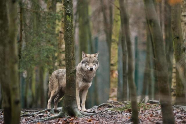 Wolf steht im Verdacht, ein Kalb auf einer Weide in Breitnau angegriffen zu haben