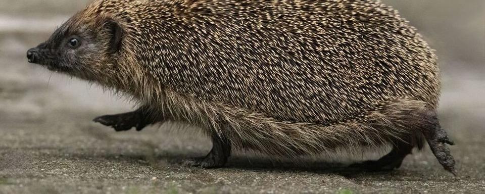 Igel lst Auffahrunfall bei Minseln aus