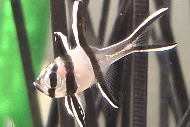 Im Mundenhof in Freiburg brtet ein seltener Banggai-Kardinalbarsch seine Fischbabys im Maul aus