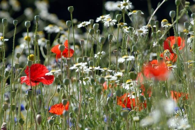 Mähfreier Mai soll auch in Freiburg die Artenvielfalt im heimischen Garten stärken Mähfreier Mai soll auch in Freiburg die Artenvielfalt im heimischen Garten stärken