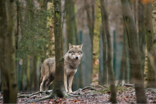 Hat ein Wolf das Kalb auf der Breitnauer Weide angegriffen?